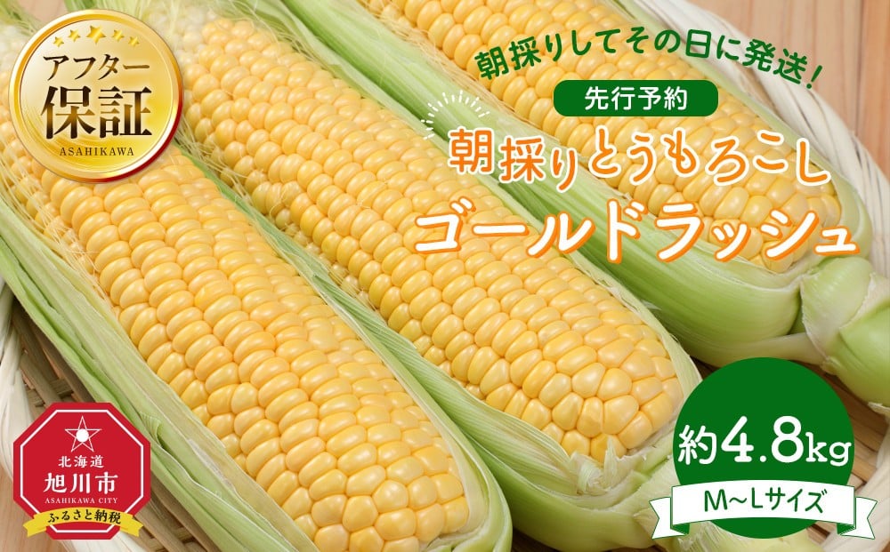 
            【26年先行予約】朝採り とうもろこし ゴールドラッシュ 約4.8kg (M～Lサイズ×15本)(2026年8月中旬発送予定) 【 人気 北海道産 糖度 生 野菜 スイートコーン 産地直送 バーベキュー BBQ コーン 旬 お取り寄せ 旭川市 北海道 】_03903
          