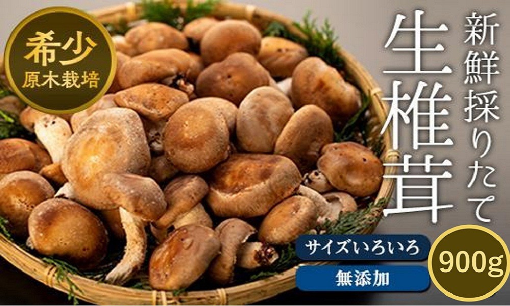 
                  希少・原木栽培！屋久島産・新鮮採りたて生椎茸　900g（180g×5袋）
                