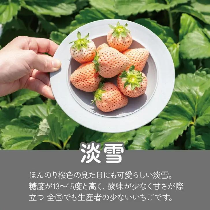 先行受付開始！【定期便3回】希少価値 佐賀県産 いちご 淡雪 220g（6玉～20玉）×2パック 2027年1~3月発送：B395-008