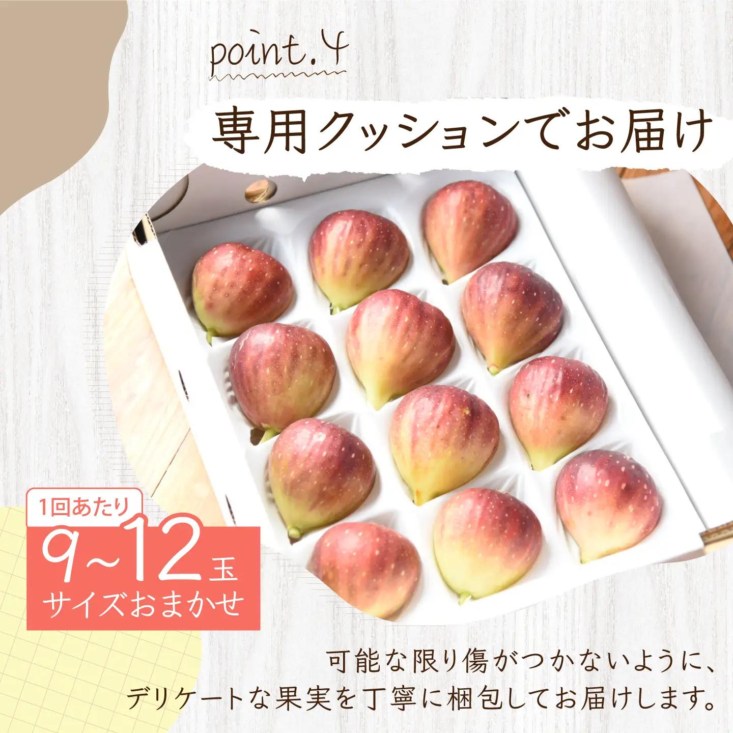＼申込期限は8月31日まで／【2回定期便】 完熟いちじく9-12玉（サイズおまかせ）『9月・10月お届け』/ tete.[ANJZ002]