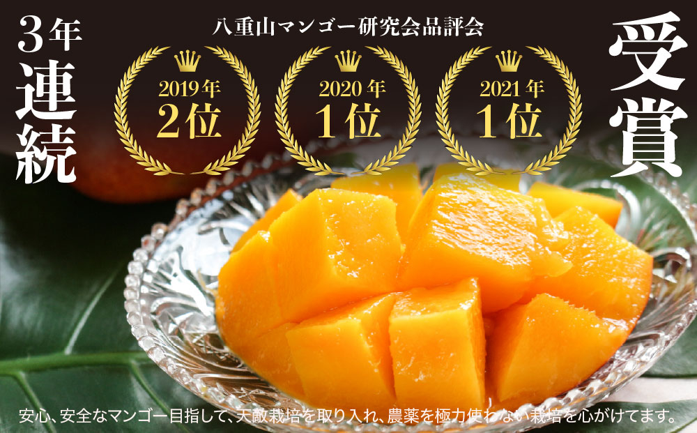 2026年 先行予約 マンゴー 夏小紅 約1kg 2～3玉 ますみ農園 甘味 スッキリ 果物 フルーツ