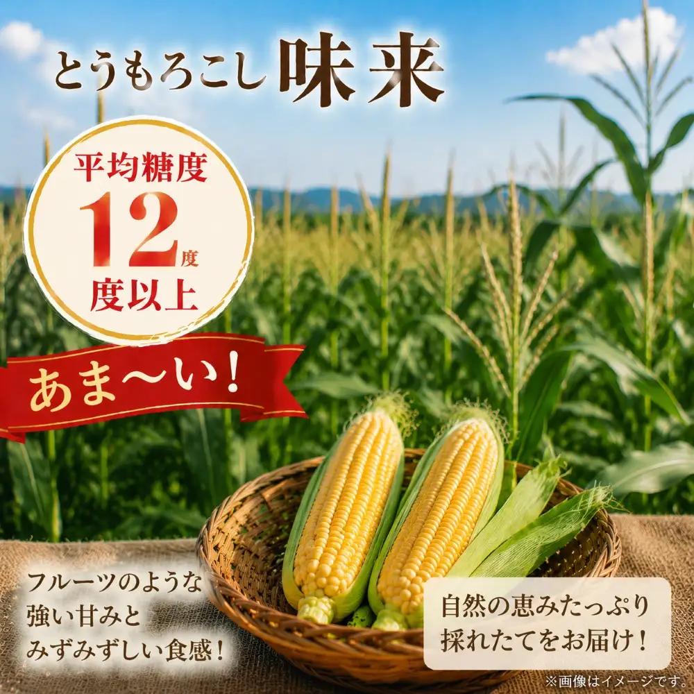 高糖度 とうもろこし 味来 約 5kg（10本～12 本）7月上旬から順次発送 | 里菜ファーム トウモロコシ 平均糖度12度以上