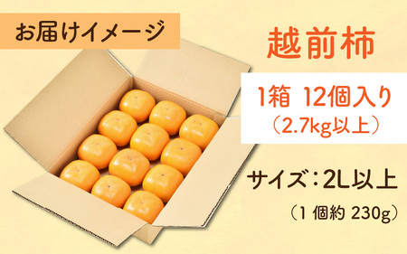 【先行予約】【種なし】 甘い！越前柿１２個入り 脱渋済み 本場柿原郷で収穫 / かき フルーツ 福井県 あわら市 甘い 大きい柿 秋 旬 平核無柿 刀根早生柿 甘柿 シャキシャキ 種がないからまるかじ