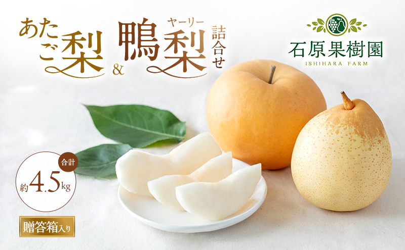 梨 2026年 先行予約 あたご梨・鴨梨（ヤーリー）詰合せ 合計約4.5kg あたご2～3玉 鴨梨3～7玉 贈答箱【11月下旬～12月中旬頃発送】 ナシ なし 岡山県産 国産 フルーツ 果物 ギフト 石原果樹園 