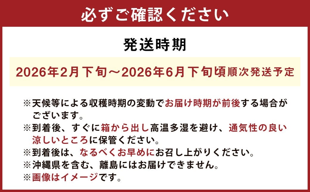 プレミアムデコ 8玉 不知火【2026年2月下旬-6月下旬発送】