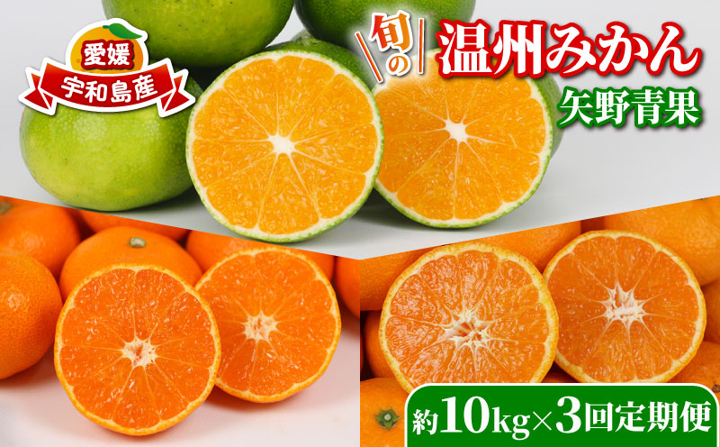旬の 温州みかん 10kg × 3回 定期便 矢野青果 準贈答用 極早生 宮川早生 南柑20号 みかん mikan 愛媛みかん 愛媛ミカン 愛媛蜜柑 果物 くだもの フルーツ 濃厚 甘い 甘味 さっぱり 酸味 蜜柑 産地直送 数量限定 国産 愛媛 宇和島 B072-171028