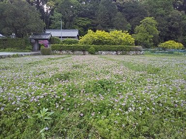コシヒカリ 5㎏ れんげ緑肥で育てたみえの安心食材の認定 　化学肥料 不使用 みえ 安心食材認定 国産 コシヒカリ コシヒカリ コシヒカリ コシヒカリ GE-03