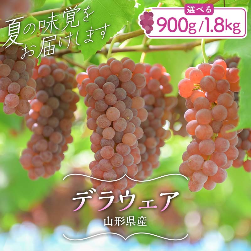 【ふるさと納税】 《選べる容量》≪2026年先行予約≫山形県産 デラウェア 900g(5～8 房)／1.8kg(9～16房) 秀品 2026年8月上旬から順次発送 種無し 小粒 食べやすい ぶどう ブドウ 葡萄 箱入り 中元 贈り物 ギフト 自宅 家庭 産地直送 山形県 西川町 月山 FYN6-064var