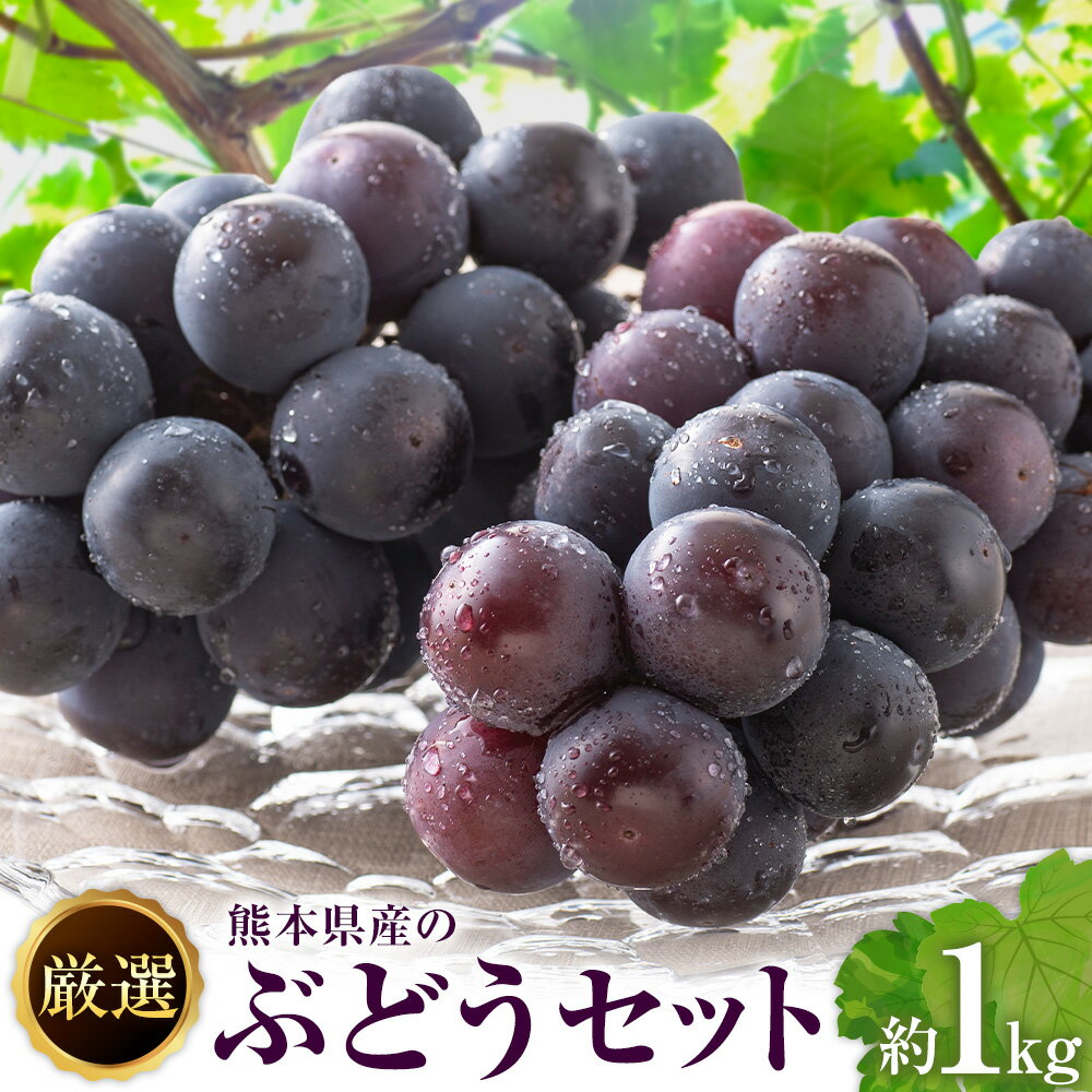 【ふるさと納税】【先行予約】厳選 熊本県産のぶどうセット 約1kg 品種おまかせ ブラックビート ピオーネ 巨峰 【メロンドーム】 有限会社七城町特産品センター《2026年8月頃から出荷》熊本県 菊池市 果物 フルーツ ぶどう ブドウ 葡萄 セット 食べ比べ 熊本県産 送料無料