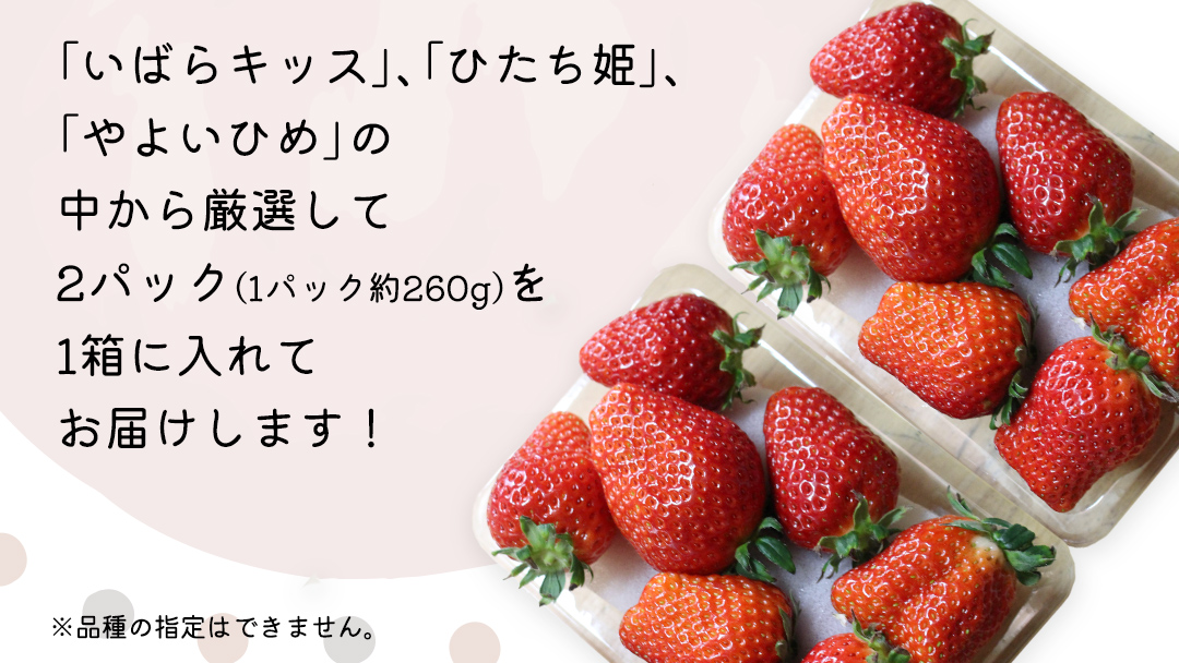 【 先行予約 】 【 定期コース 】 厳選 いちご 2パック 【 毎月 第1木曜に全3回発送 初回発送 2025年1月9日 】 ( 茨城県共通返礼品 : 常陸太田市 ) 約260g×2パック いばらキ