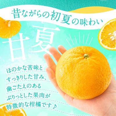 ふるさと納税 新宮町 福岡柑橘王国・樹成り完熟甘夏/約8kg(2027年4月〜5月配送予定).AB516 |  | 01