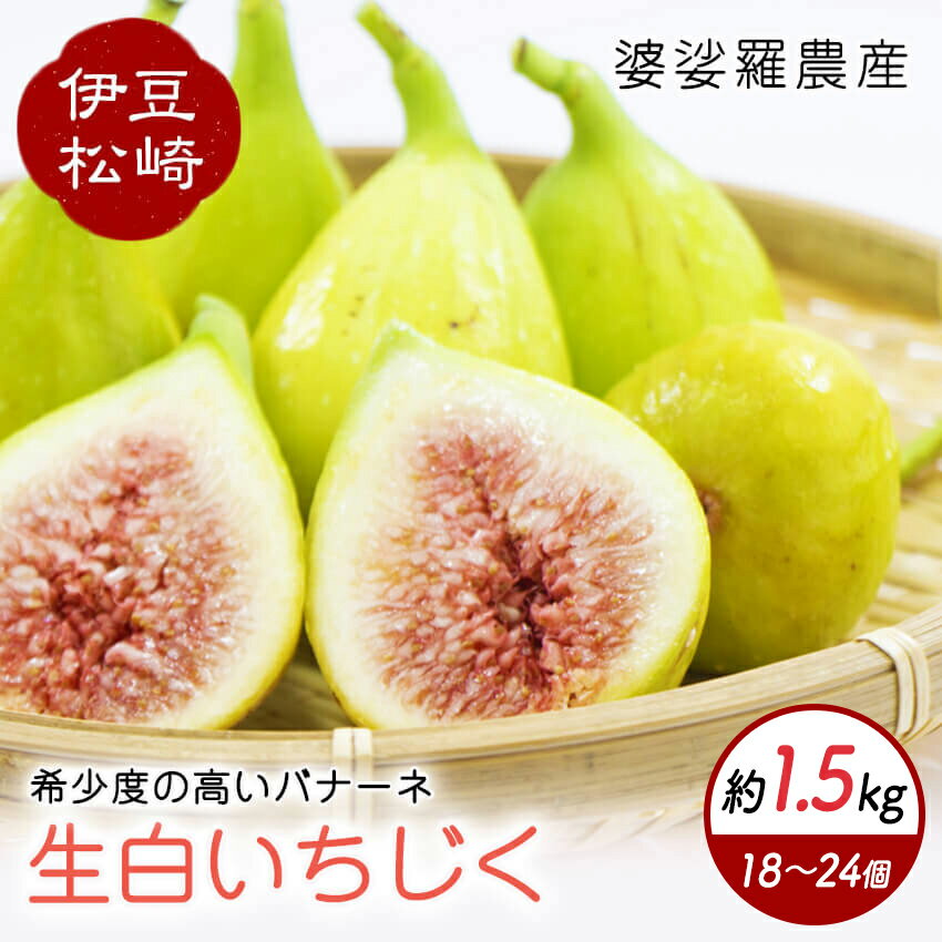 【ふるさと納税】婆娑羅農産 生白いちじく バナーネ約1.5kg いちじく イチジク 無花果