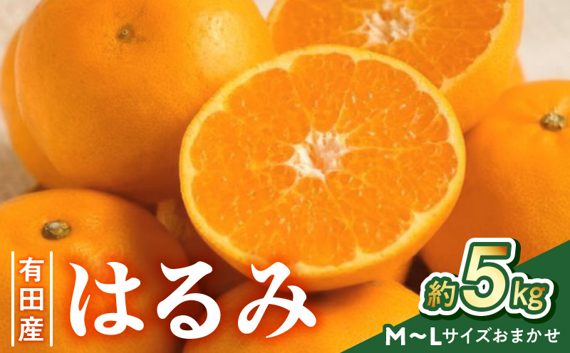 【2027年先行予約】【厳選・濃厚】紀州有田産の はるみ 約5kg (M～Lサイズおまかせ)_ZD7033
