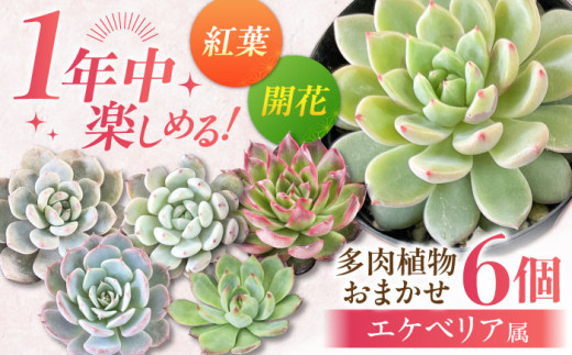 オールシーズン 楽しむ！ 多肉 植物 6個 セット エケベリア  / 多肉植物 観葉植物 寄せ植え 用 / 日本花キ流通 /御嵩町 [AVBK001]