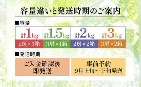 【2026年先行予約】苗から厳選 シャインマスカット3kg(6房) 9月上旬～下旬発送 大粒 ぶどう ブドウ フルーツ 果物 くだもの おすすめ