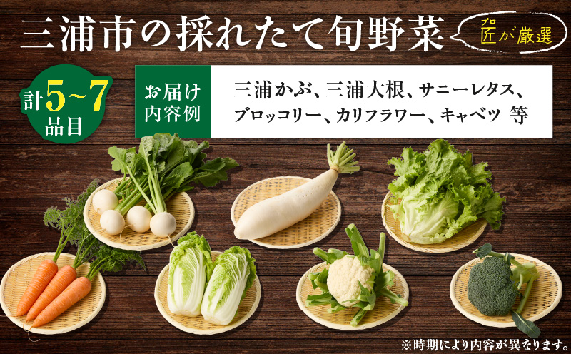 三浦の匠野菜　M127-001