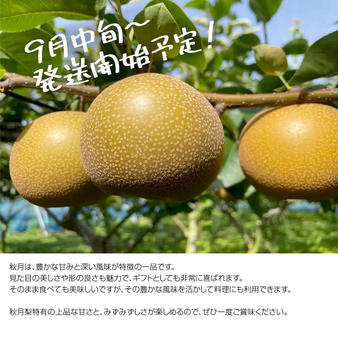 【2026年9月中旬発送開始】 《先行予約》秋月 梨 約 5kg 10玉～14玉 （ 茨城県共通返礼品 ／ かすみがうら市 ） なし 鈴木農園 産地直送 フルーツ 甘い 直送 茨城 限定  [ED00