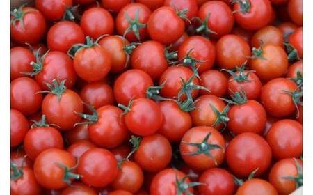 むつ市産　寅福菜園の「ミニトマト」4㎏