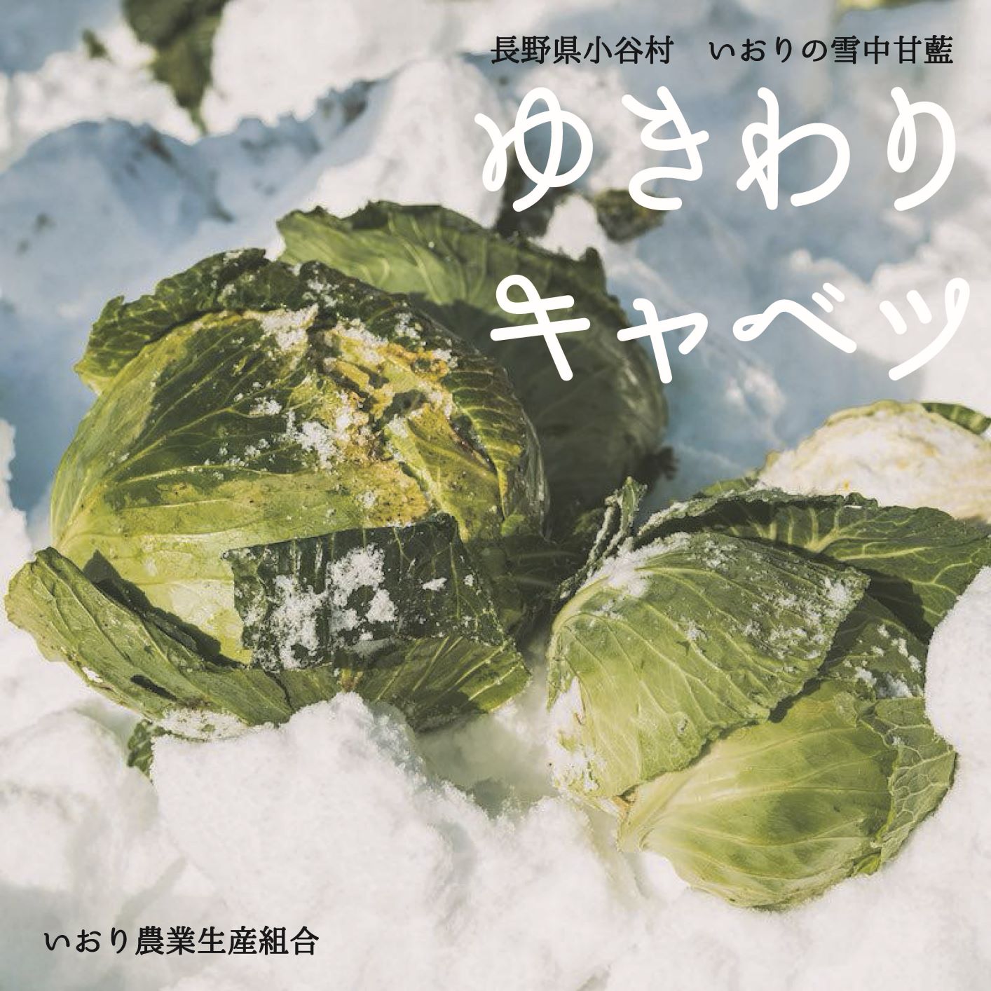 【ふるさと納税】数量限定！長野県小谷村いおり農業生産組合 雪中キャベツ1玉(2kg玉以上)
