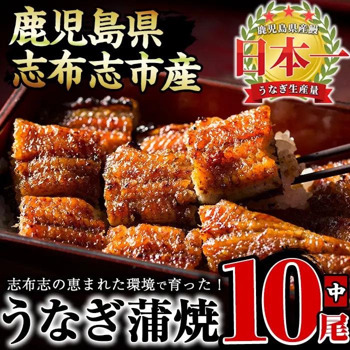 うなぎの大楠＜中＞10尾セット計1.3kg(130g×10) うなぎ 鰻 ウナギ 10尾 国産 九州産 蒲焼き かばやき 冷凍 うな重 ひつまぶし タレ 山椒 真空パック ランキング 人気 e9-001