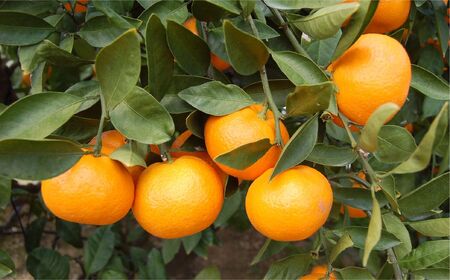 【先行予約】【家庭用】早生みかん 5kg ※離島への配送不可 （2025年11月10日より順次発送） IKTA040