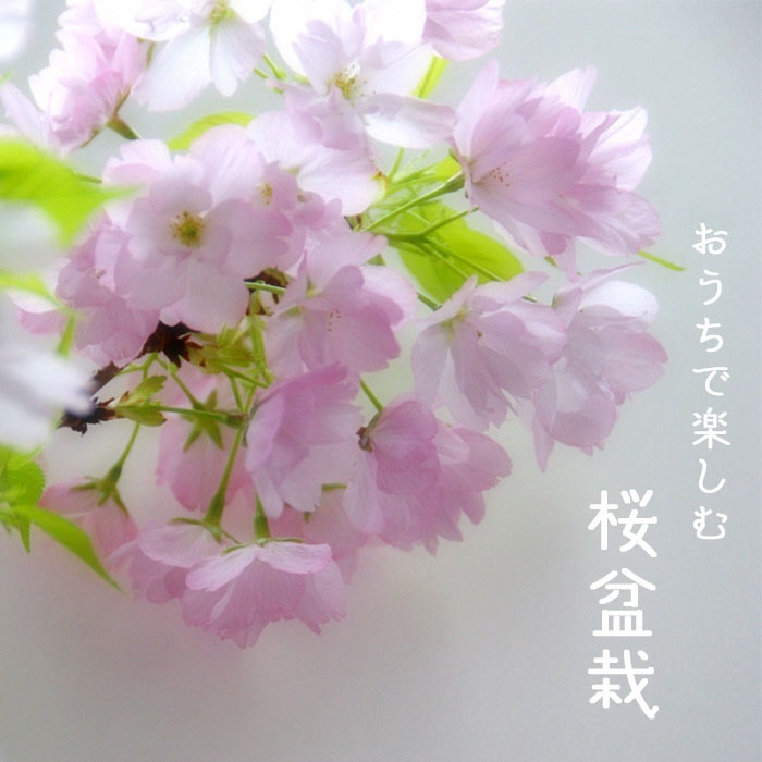 
R4-101　桜盆栽　旭山桜（黒鉢）
