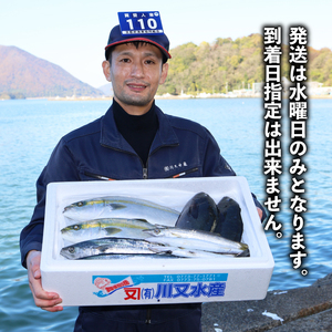 訳あり 鮮魚 詰め合わせ セット 3～4種 約2kg ： 旬の魚 朝獲れ 鮮度抜群 魚 鮮魚セット 訳あり鮮魚 あじ サバ ススキ つばす 鯵 鯖 鰯 サゴシ グレ 鯛 カマス 赤カレイ いわし レン