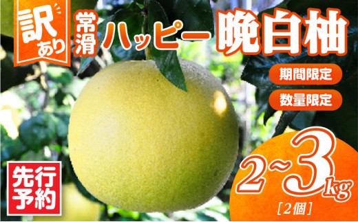 【先行予約】【訳あり】常滑ハッピー晩白柚 2kg～3kg（2個）｜果物 フルーツ 柑橘 ばんぺいゆ バンペイユ 大きい みかん 訳あり ご家庭用 数量限定 愛知県 常滑市 知多半島