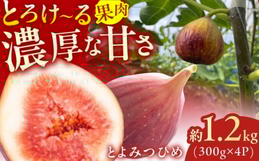 【★先行予約★ 2025年9月上旬より発送】とよみつひめ 約1.2kg（300g×4パック） いちじく 無花果 いちじく イチジク いちじく 旬 イチジク いちじく フルーツ いちじく 果物 いちじく イチジク いちじく 広川町 / JAふくおか八女農産物直売所どろや [AFAB067]