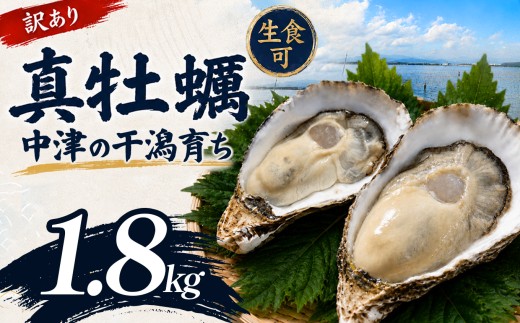 【訳あり】殻付き真牡蠣 1.8kg | 牡蠣 カキ かき 真牡蠣 生食用 殻付き 海鮮 魚介 海のミルク おつまみ おかず 訳あり 家庭用 大分県 中津市