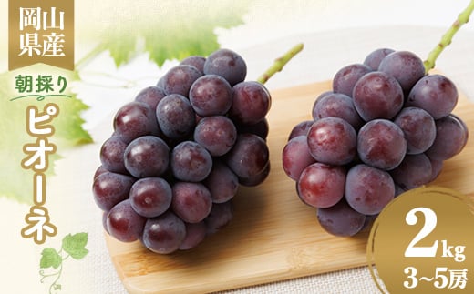 
            ＜2026年先行受付＞果汁たっぷり朝採りピオーネ2kg【1073054】
          