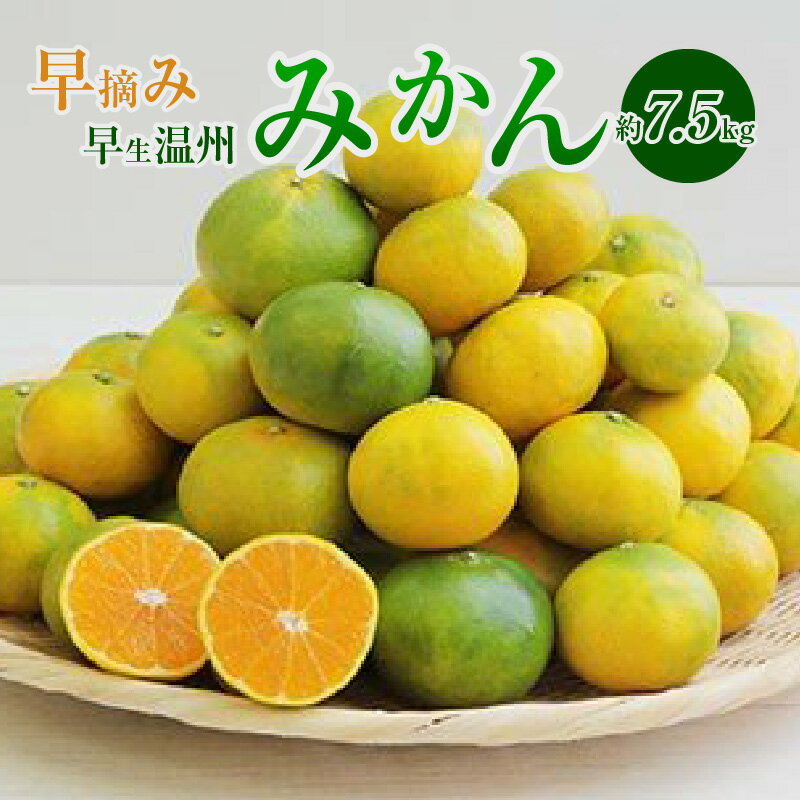 【ふるさと納税】 みかん 早摘み 早生みかん 柑橘 温州 約7.5kg 果物 フルーツ 手摘み 果実 ジューシー さっぱり 酸味 フレッシュ 家庭用 期間限定 季節限定 熊本県 天草市 送料無料