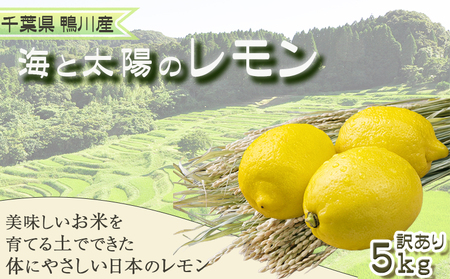 《12月発送》【皮まで食べられる】海と太陽のレモン【訳あり品-優品-】５kg（約40個）　[0011-0058]