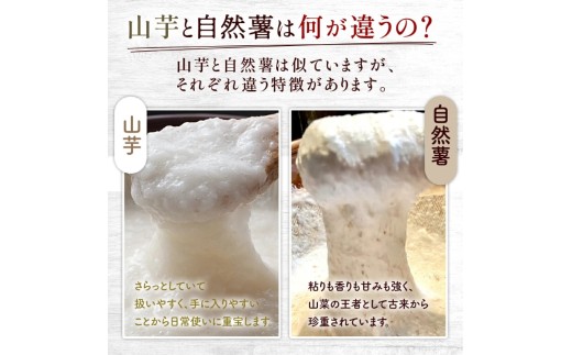 とろろ コロッケ 2個入り × 4 パック セット 山芋 ヤマイモ 山いも じねんじょ 自然薯 ごはん 白米 冷凍 簡単 時短 滋養強壮 食欲増進 ご飯お供 栄養 夏バテ 個包装 小分け お取り寄せ 