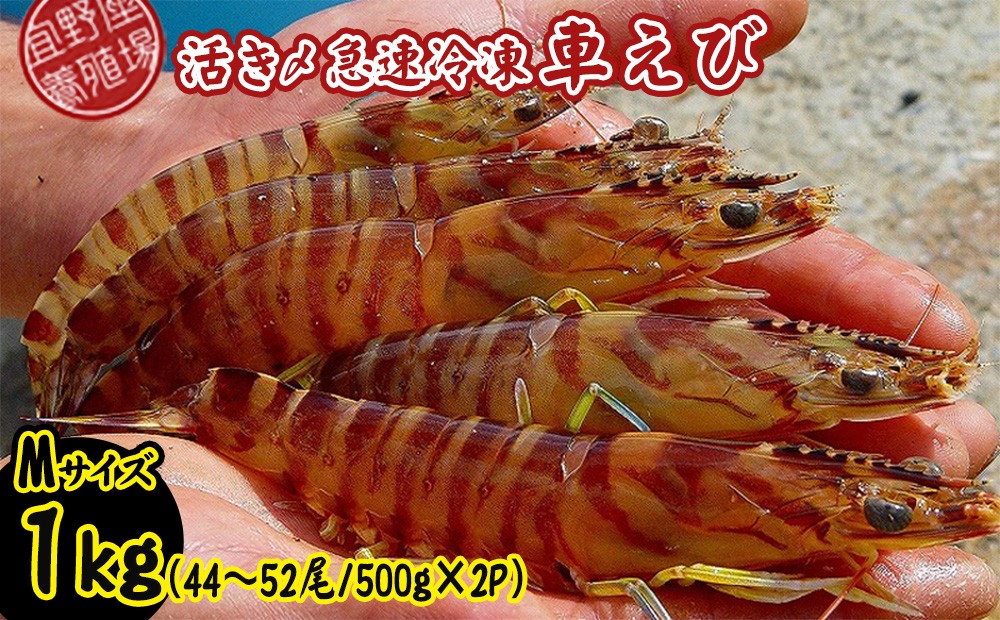 
                  【養殖場から直送】活き〆急速冷凍車えび　Mサイズ　約1kg（44～52尾/500g×2P） 車海老 海鮮 魚介類 海産物 シーフード お取り寄せ 美味 料理 クルマエビ くるまえび 塩焼き フライ 天丼 お刺身 フリット 蝦 ゆで 送料無料 沖縄県産 たまや
                