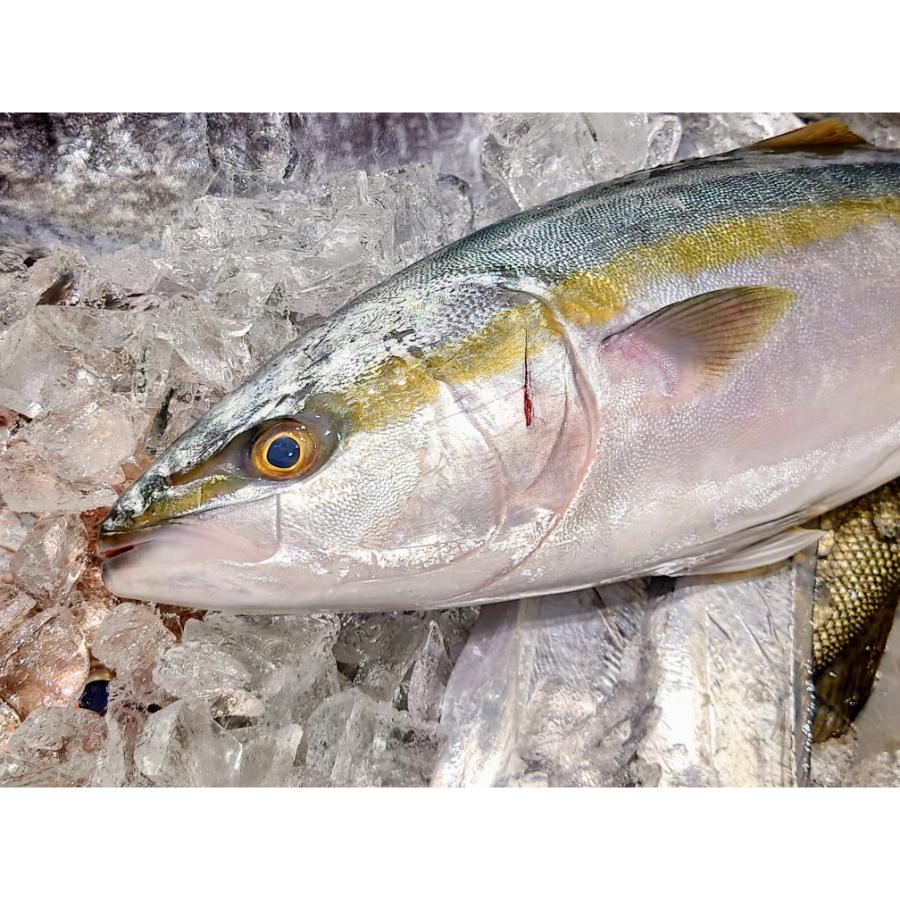 〈岬水産〉【個包装】天然「はまち」醤油漬け　10袋セット