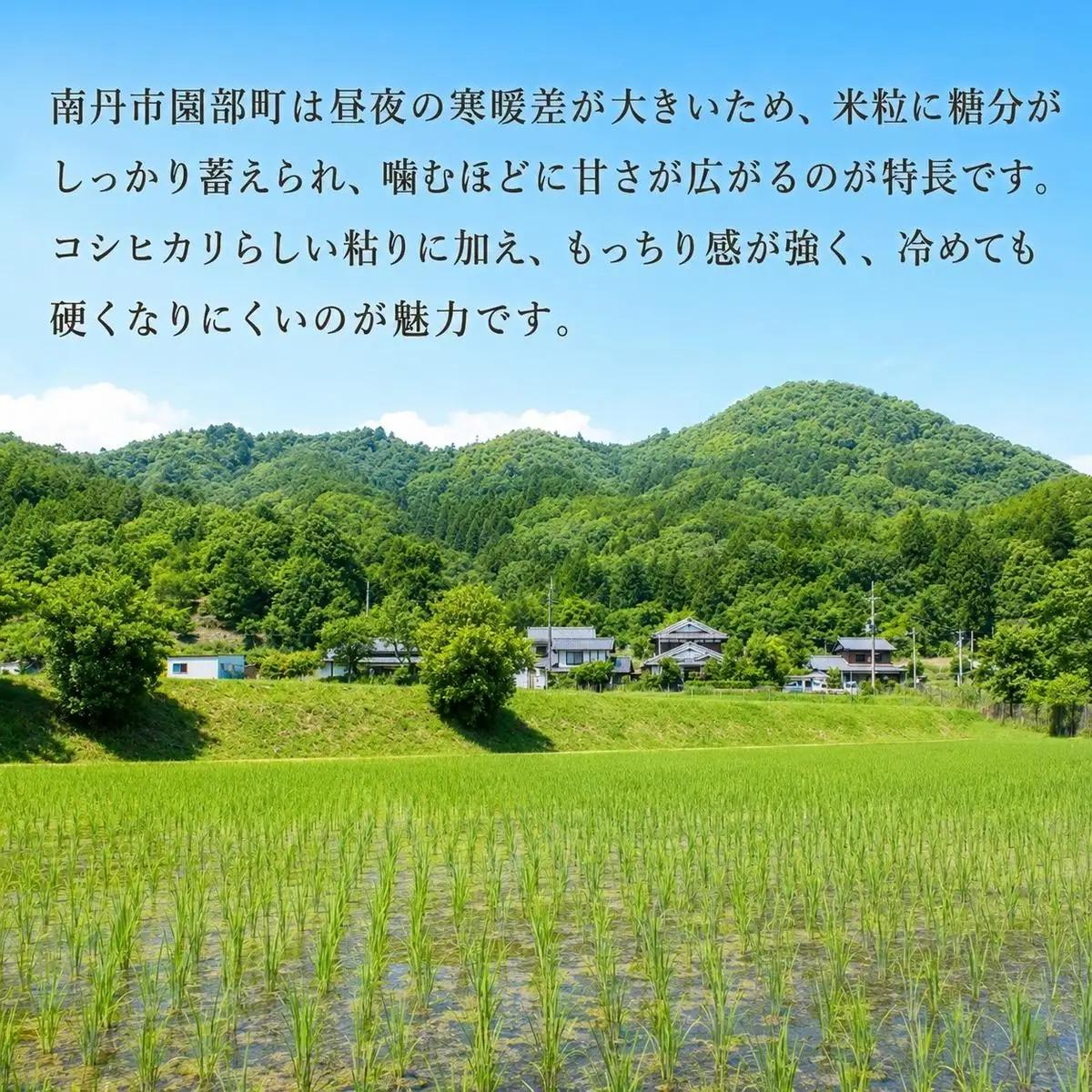 【先行予約】無洗米令和8年産 コシヒカリ 5kg 【 お米 米 コメ 精米 南丹市 】 令和8年 5キロ 新米 新米26