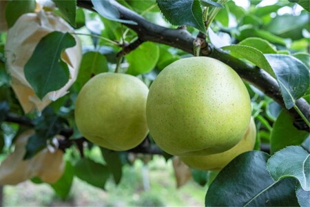 梨／【先行予約】甘～ぃ！ジューシー！！青梨の王様 京丹後産 二十世紀梨5kg（12～18玉）（2026年9月上旬～発送） 梨 梨 梨 梨 梨