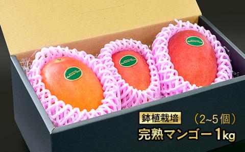 【2023年発送】西都産完熟マンゴー 1kg（2～5玉）鉢植栽培《なくなり次第終了》＜1.5-131＞