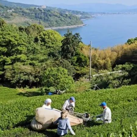 相模湾を望む畑より柑橘農家の身体に優しいマーマレード3種セット＆初摘み新茶2袋をお届け!【1738151】