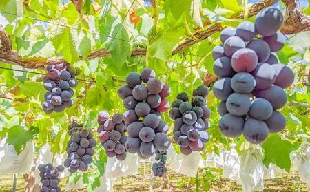 2025年発送 先行予約 訳あり 種あり巨峰＆シャインマスカット約1.8kg 4～6房 果物 ぶどう フルーツ デザート おやつ 長野県産 信州の葡萄 詰め合わせ