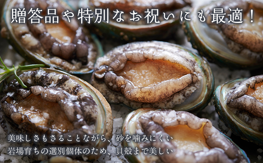 北海道室蘭産 天然活蝦夷あわび 5個入（1個100g～120g前後）（2025年11月下旬頃お届け） MROH006