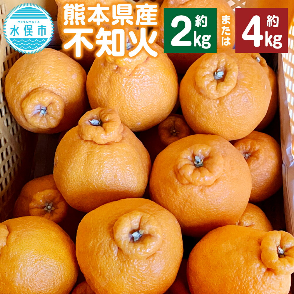 【ふるさと納税】熊本県産 不知火 6玉（約2kg） ＜または＞ 12玉（約4kg） デコポン同一品種 柑橘 みかん 蜜柑 ミカン フルーツ 果物 国産 九州 送料無料【2026年1月下旬～2月下旬発送予定】