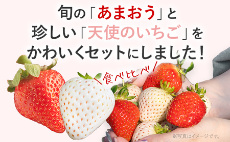 紅白いちごセット（あまおうと天使のいちご）いちご フルーツ 果物 あまおう 天使のいちご 白いちご 2パック 1パック約250g～270g 食べ比べ 福岡 苺 イチゴ 紅白【2025年2月～2025年
