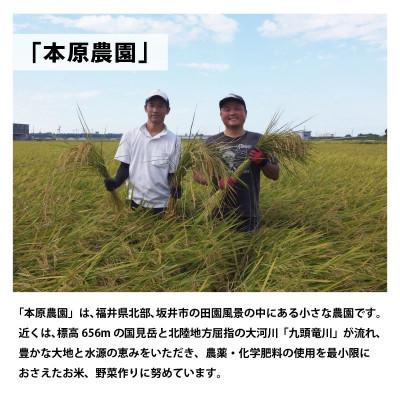 ふるさと納税 坂井市 【先行受付】【令和6年産】ハナエチゼン5kg×1袋　玄米[A-8903] |  | 01