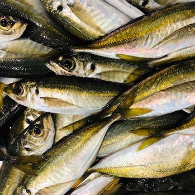 ふるさと納税 八幡浜市 竹中水産の当地自慢の鮮魚2種「真鯵と天鯛」!約1キロセット!(宇和海産)【C22-255】 |  | 02