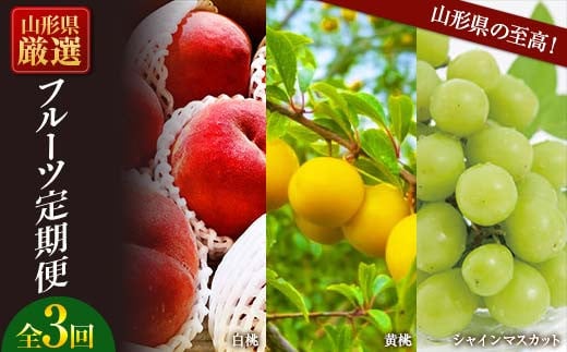《先行予約 2025年7月発送開始》山形県の至高！山形県厳選フルーツ定期便 全3回  もも モモ 桃 デザート フルーツ 果物 くだもの 果実 食品 山形県 FSY-1805