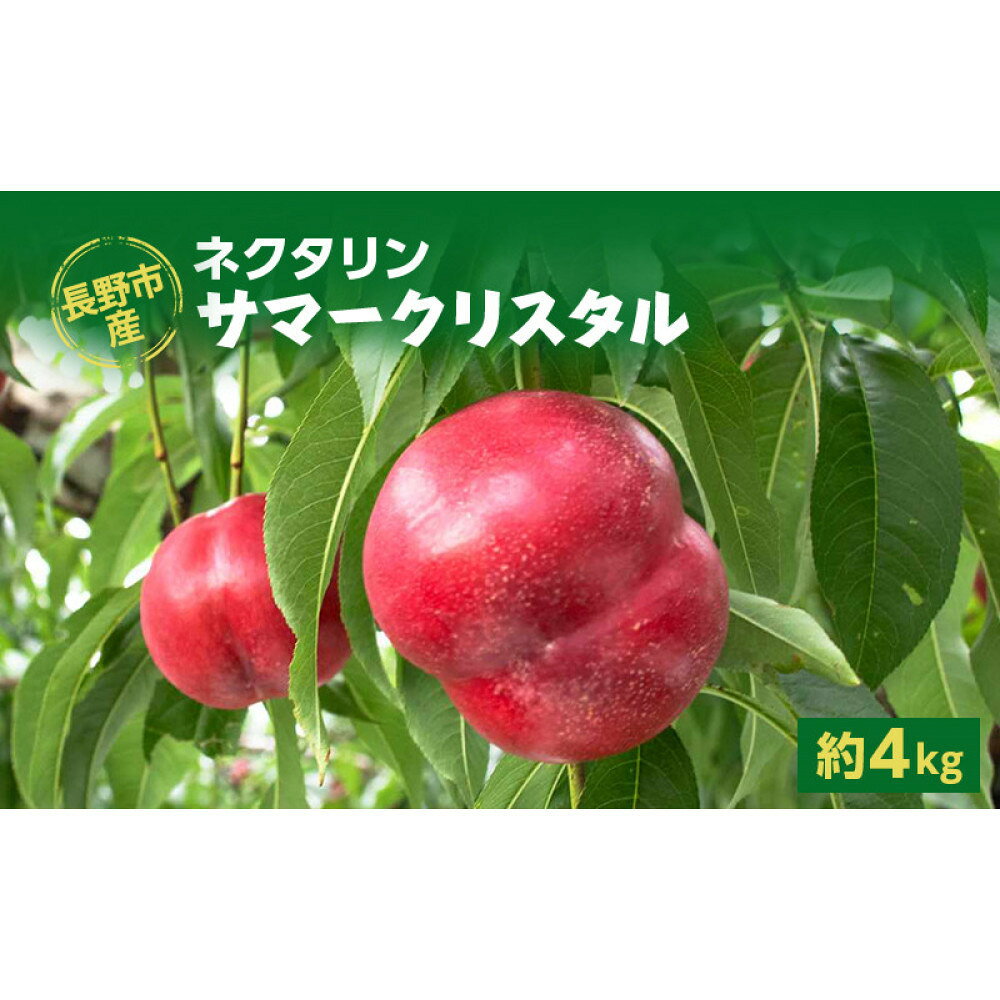 【ふるさと納税】【※2027年発送分　先行予約】朝採り・当日発送 長野市産 希少ネクタリン「サマークリスタル」約4kg（18～30個） 牧野果樹園 | 桃 フルーツ 果物 ネクタリン 人気 おすすめ ギフト プレゼント 送料無料 長野県 長野市 信州 信濃 ふるさと納税