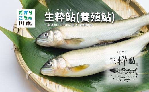 080058【一級河川・江の川の恵み・島根県産】生粋鮎（養殖鮎）800ｇ