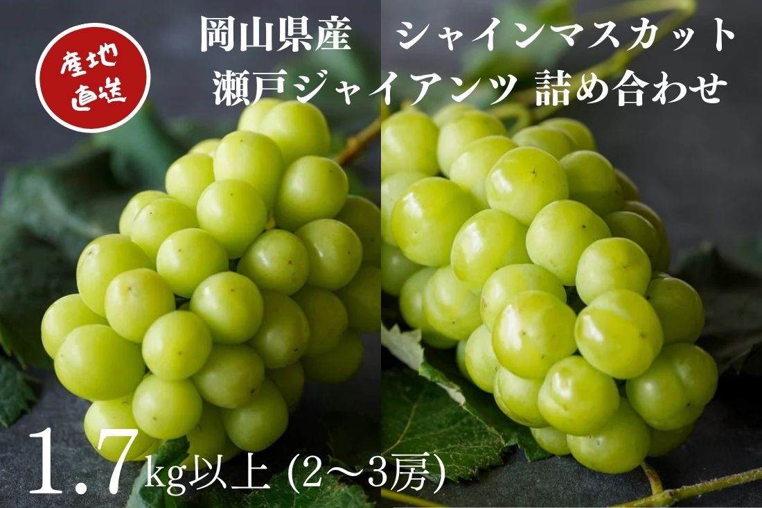 【ふるさと納税】厳選 シャインマスカット・瀬戸ジャイアンツ 2～3房 合計1.7kg以上 詰合せ 産地直送 朝採れ ぶどう 葡萄 Kawahara Green Farm 岡山県産 2026年 果物 フルーツ 食べ比べ 岡山のブドウ 倉敷市【2026年9月上旬～10月下旬 発送予定】